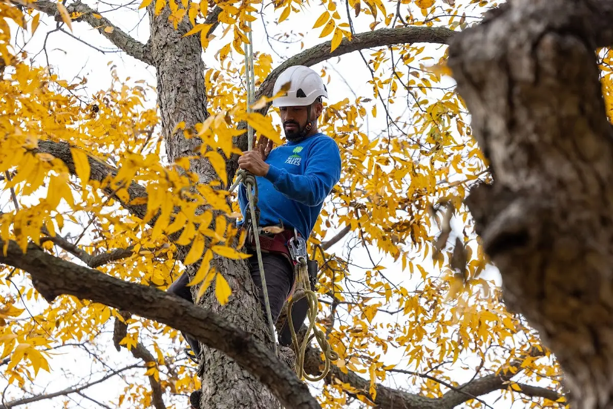 Skilled Storm Damage Cleanup crew working in Genoa